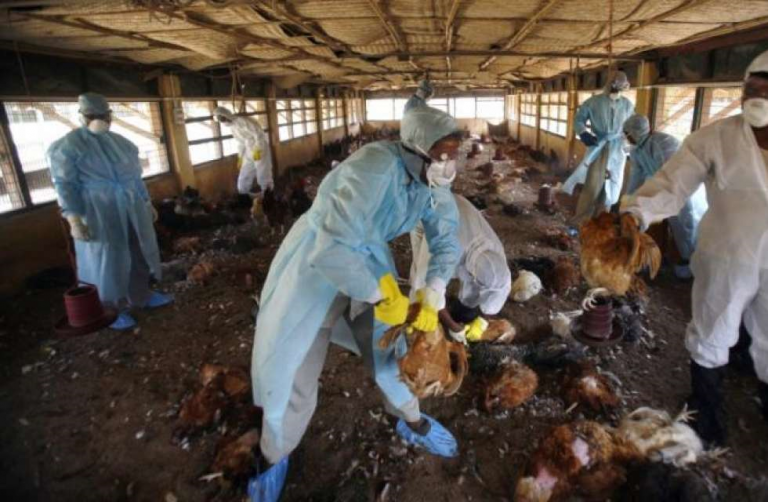 Bird flu outbreak hits Kaduna