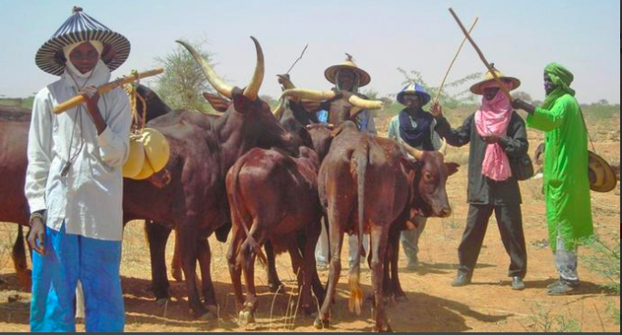 RUGA Scheme to Commence in Borno Soon 