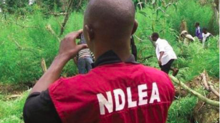 NDLEA seizes 795kg hard drugs, arrests suspects in Imo