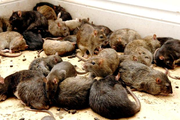 Lassa fever deaths rise to 109