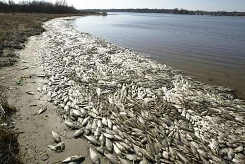 Apprehension as Sale of Dead Croaker Fishes Flood Markets