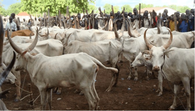 FG to reduce importation of cows, sheep into Nigeria